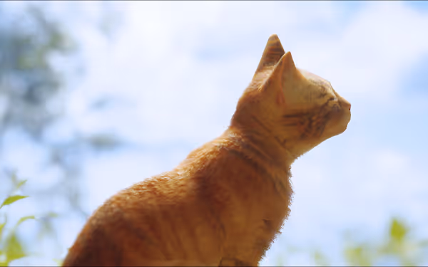 An orange tabby cat sits outdoors, looking up towards the bright blue sky.
